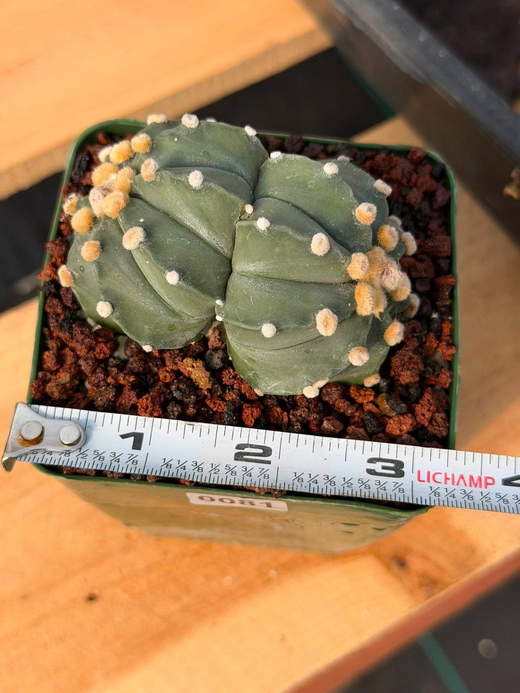Astrophytum Asterias Double Heads – Seed Grown Collector’s Cactus