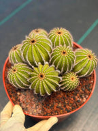 Uebelmannia pectinifera v. pseudopectinifera (Spiral Form) on graft – 8”
