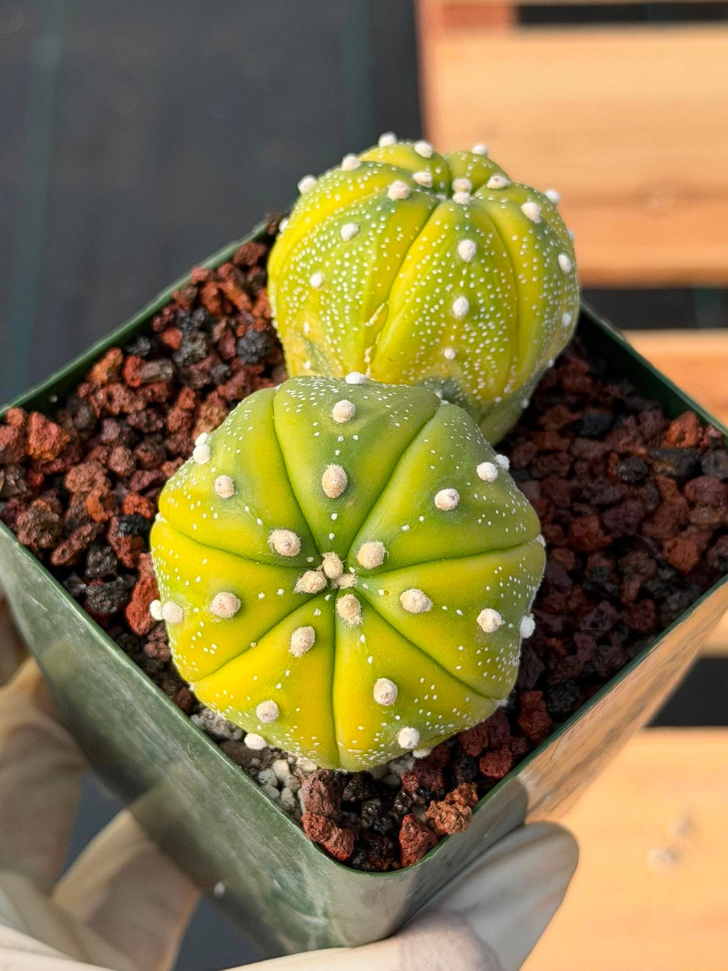 Astrophytum Asterias Variegated Double Heads – Seed Grown Collector’s Cactus