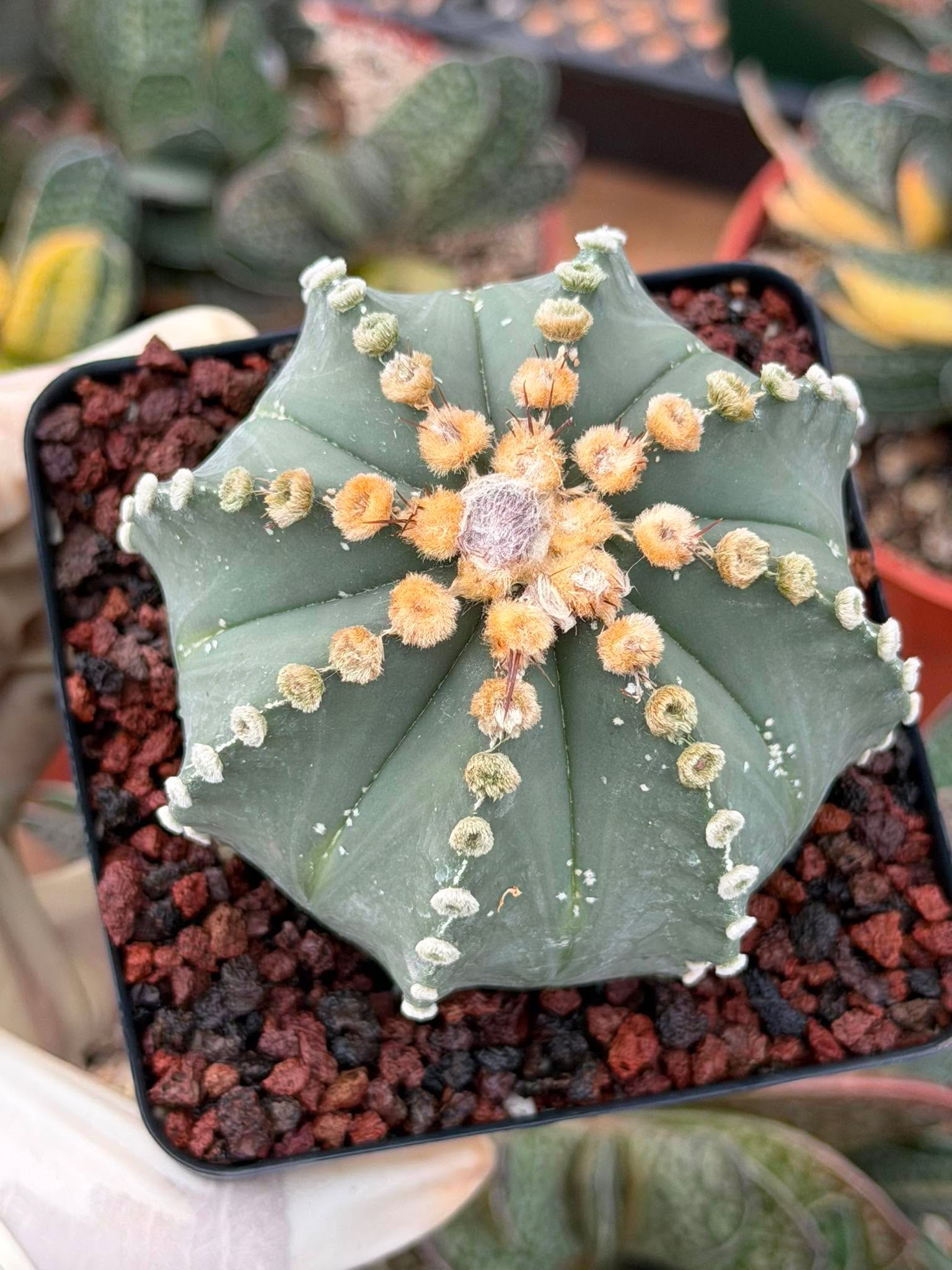 Astrophytum 8‑Rib Form – Rare Collector Cactus – Geometric Desert Beauty