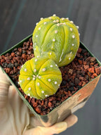 Astrophytum Asterias Variegated Double Heads – Seed Grown Collector’s Cactus