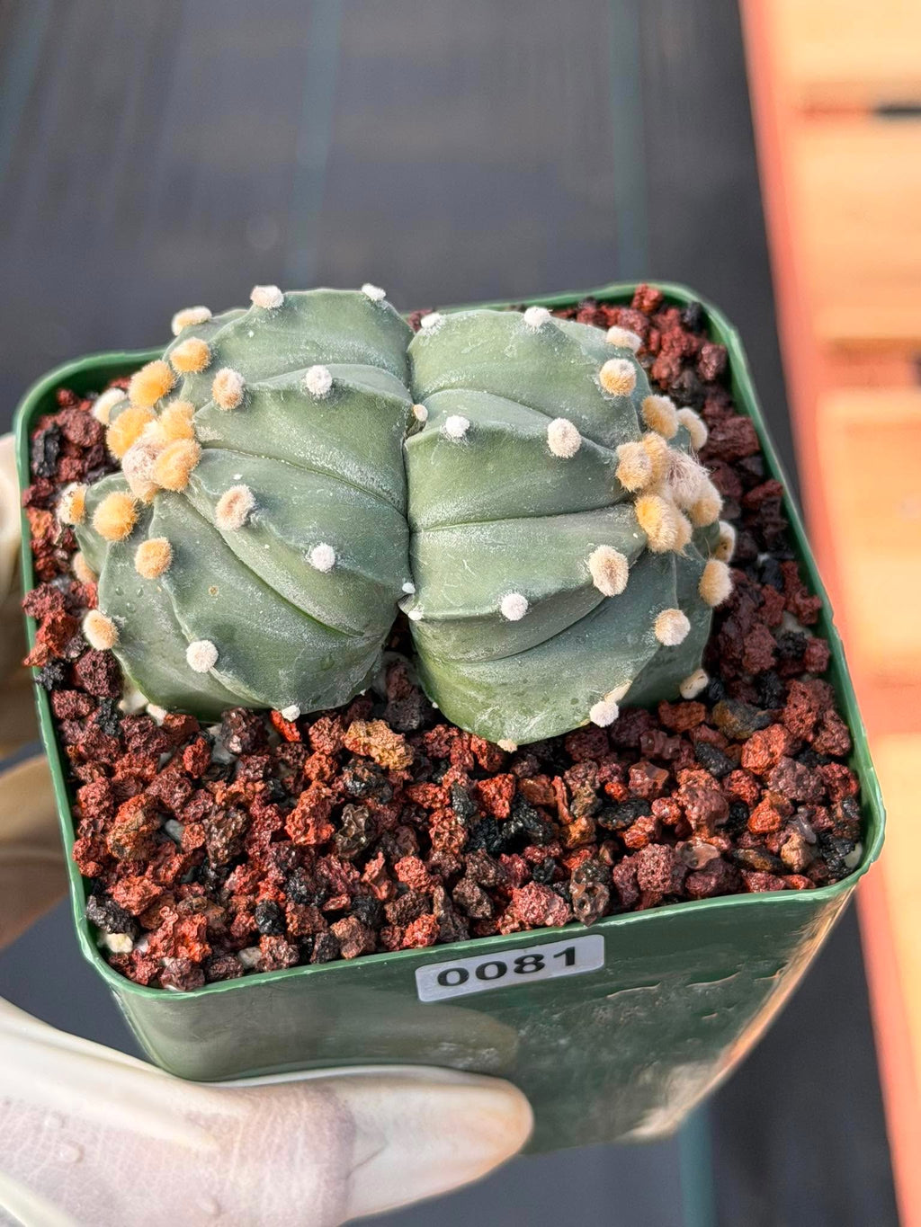 Astrophytum Asterias Double Heads – Seed Grown Collector’s Cactus