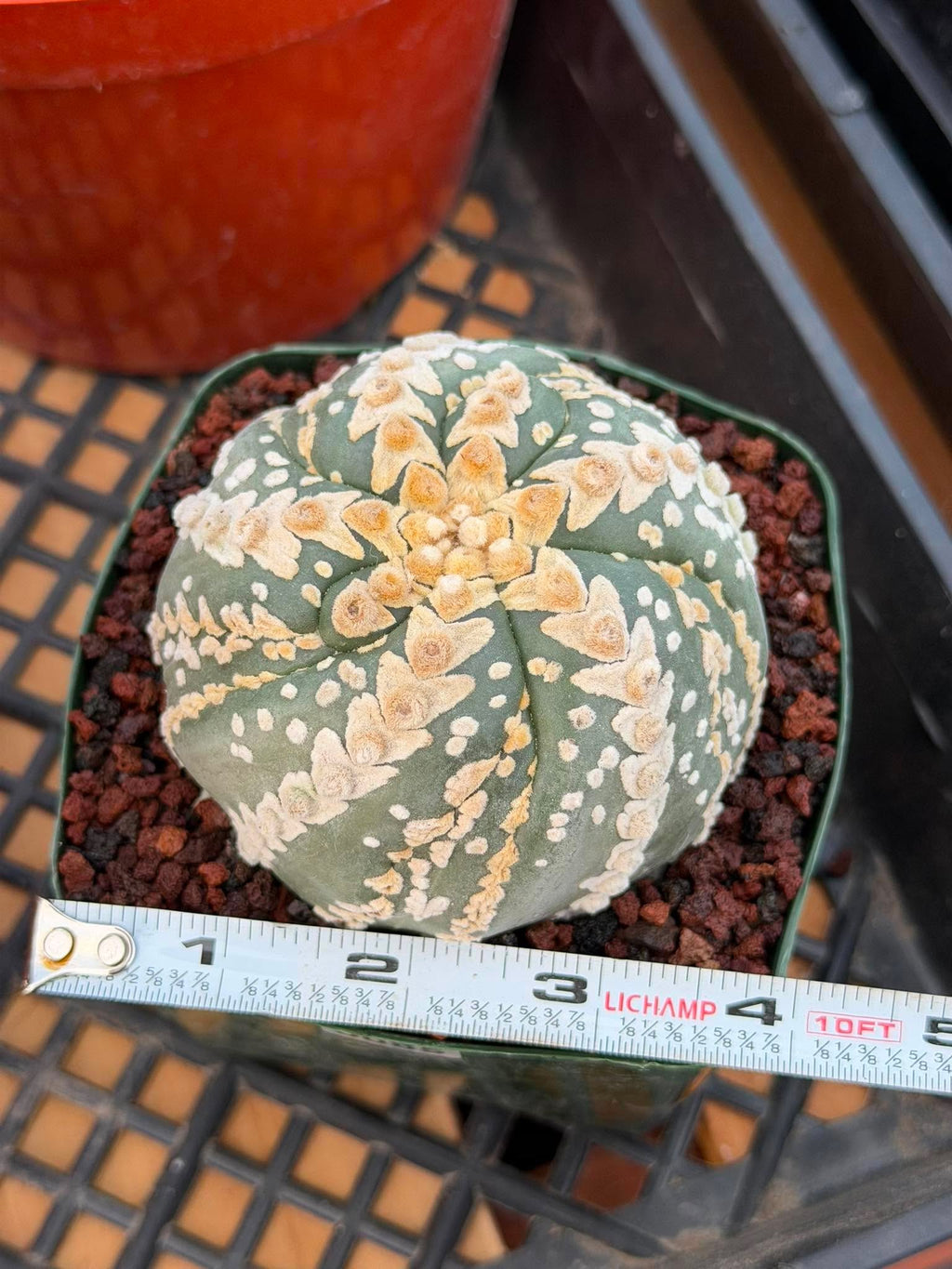 Astrophytum V Type Spiral Form Succulent – Rare Collectible Cactus with Additional Ribs