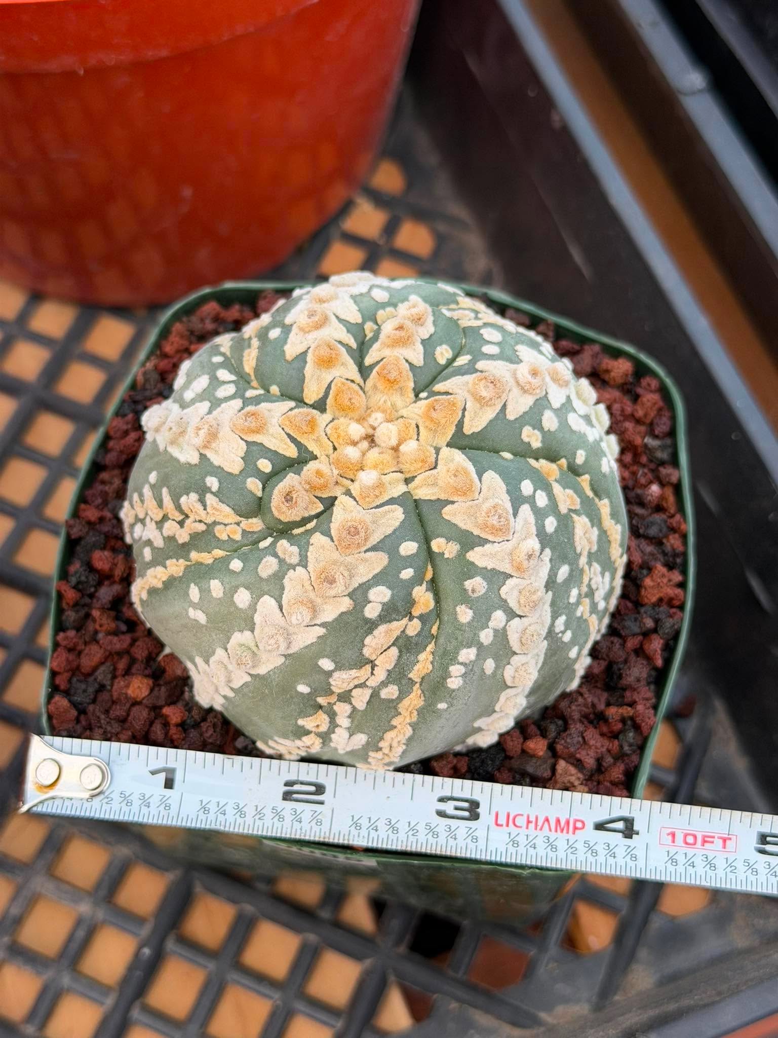 Astrophytum V Type Spiral Form Succulent – Rare Collectible Cactus with Additional Ribs