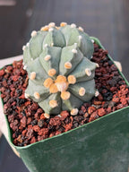 Astrophytum Asterias Double Heads – Seed Grown Collector’s Cactus