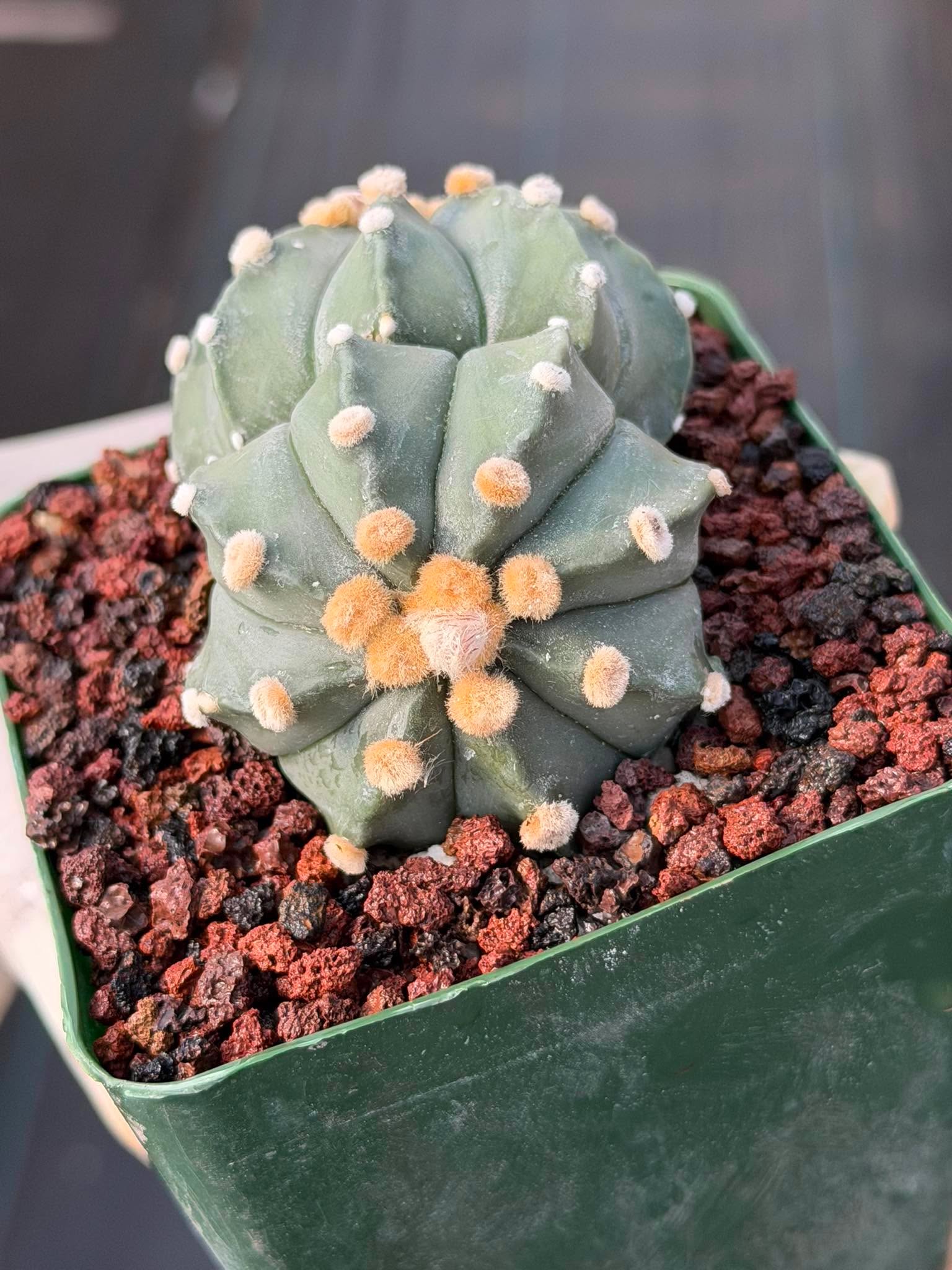 Astrophytum Asterias Double Heads – Seed Grown Collector’s Cactus