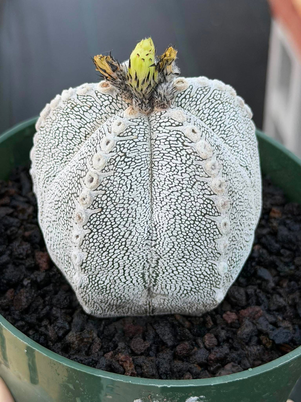 Astrophytum Onzuka V Type – Rare Seed‑Grown Collector’s Cactus