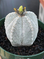Astrophytum Onzuka V Type – Rare Seed‑Grown Collector’s Cactus