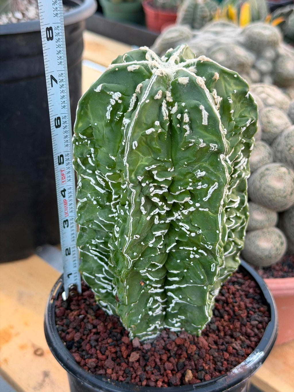 Astrophytum asterias 'Fukuyu' – Rare Seed-Grown Mutation | Collector Cactus