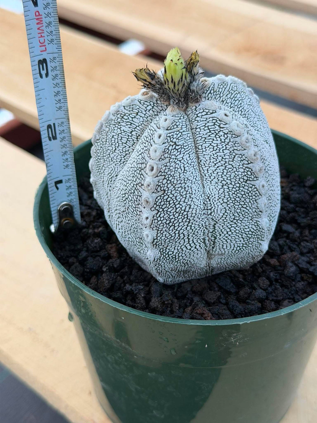Astrophytum Onzuka V Type – Rare Seed‑Grown Collector’s Cactus