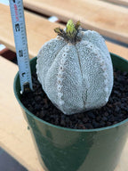 Astrophytum Onzuka V Type – Rare Seed‑Grown Collector’s Cactus