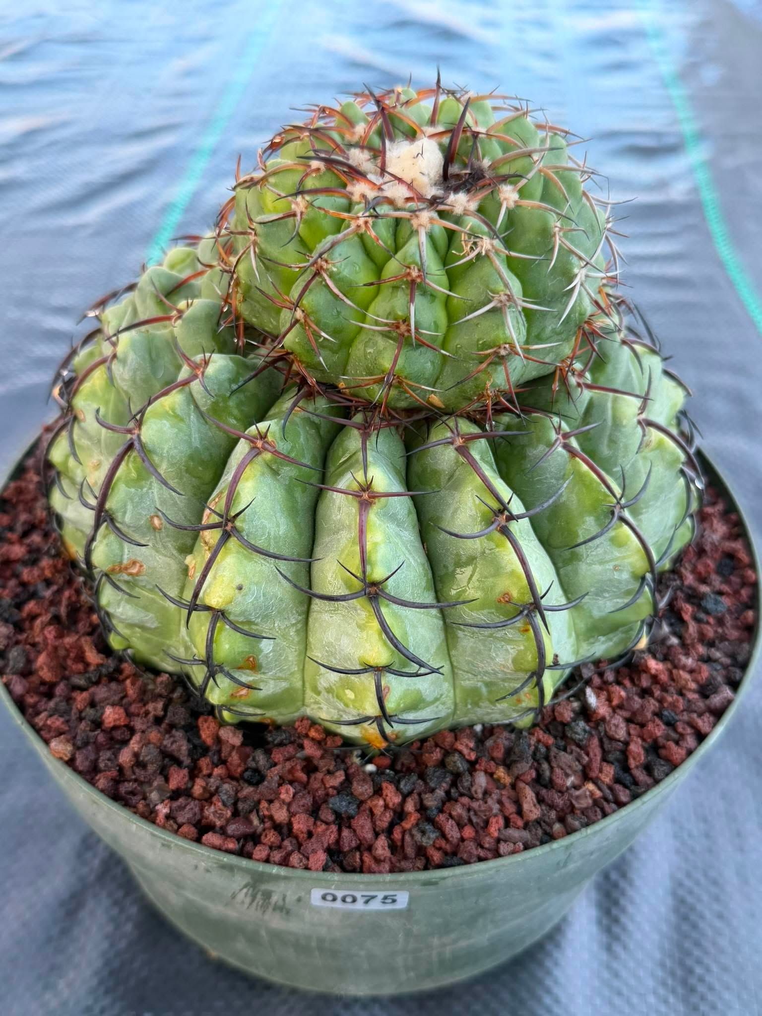 Discocactus Stacker | Rare Grafted Double‑Headed Collector’s Cactus