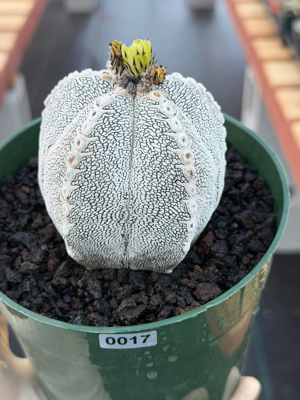 Astrophytum Onzuka V Type – Rare Seed‑Grown Collector’s Cactus