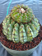 Discocactus Stacker | Rare Grafted Double‑Headed Collector’s Cactus