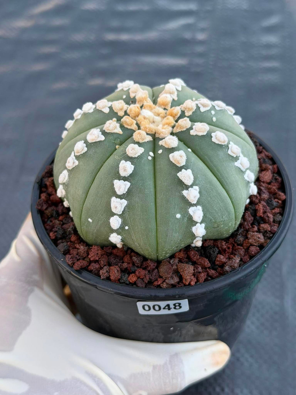 Astrophytum V Type Cactus | Rare Geometric Succulent Collector’s Plant