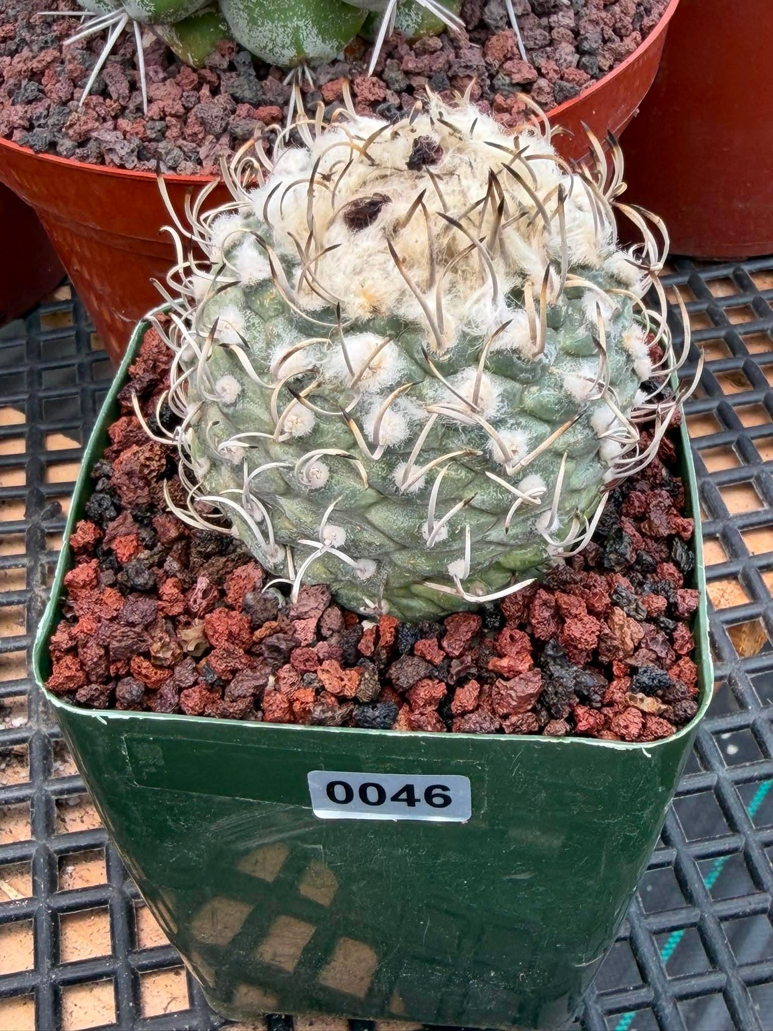 Turbinicarpus klinkerianus – Rare Seed-Grown Miniature Cactus | Collector Live Plant