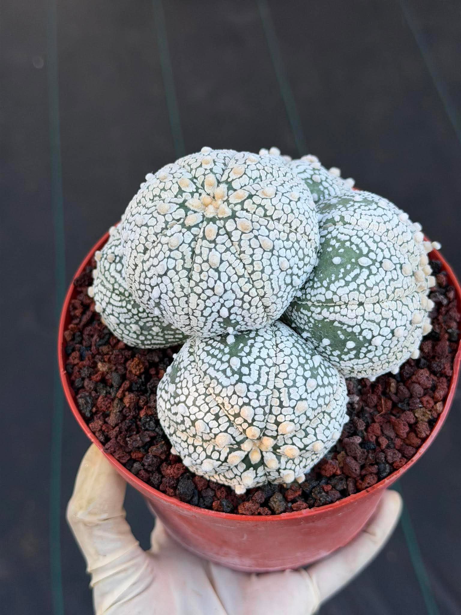Astrophytum Asterias Cluster – Rare Seed-Grown Cactus Live Plant