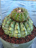 Discocactus Stacker | Rare Grafted Double‑Headed Collector’s Cactus