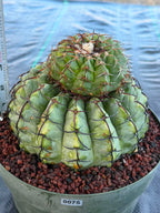 Discocactus Stacker | Rare Grafted Double‑Headed Collector’s Cactus