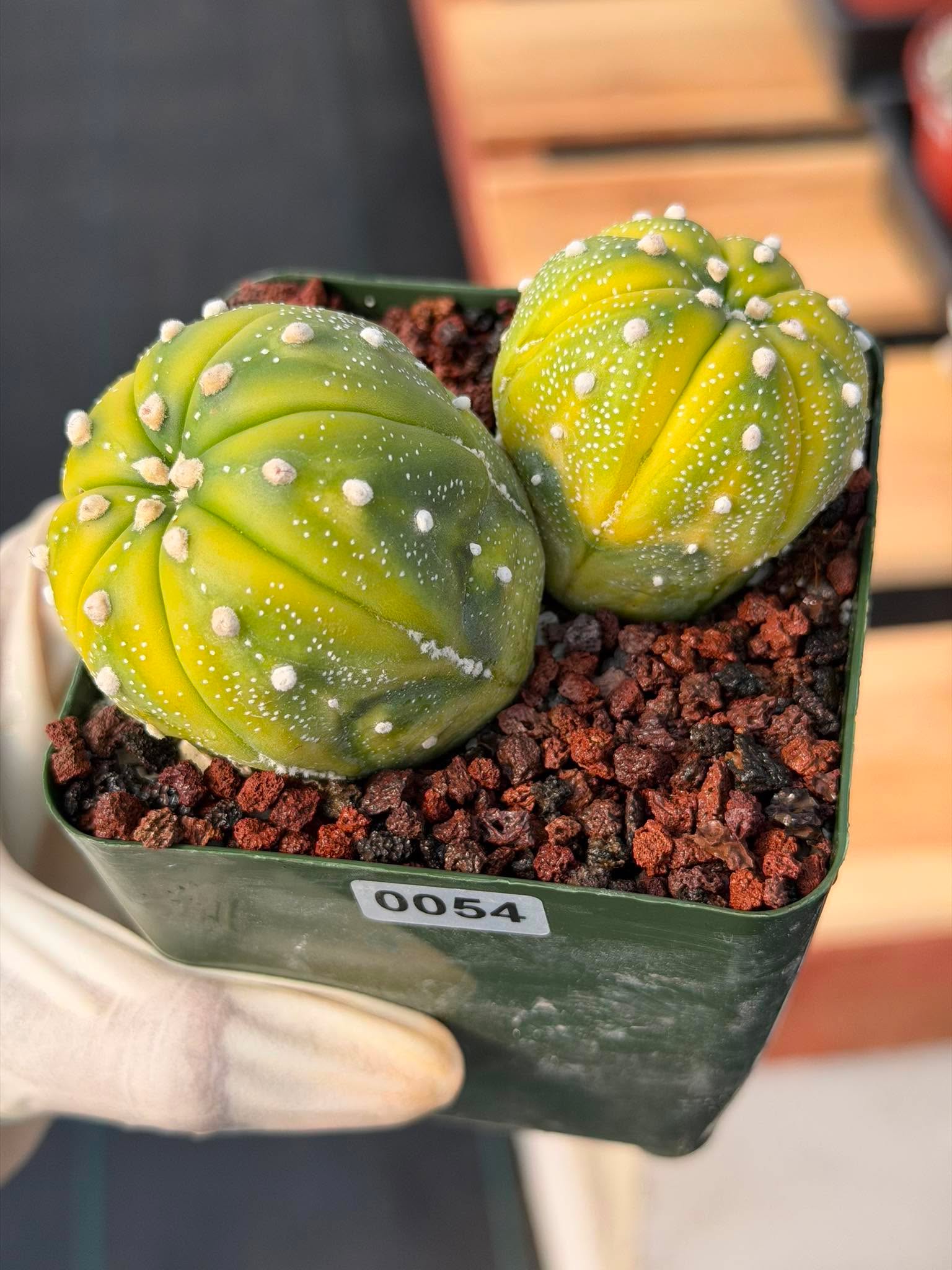 Astrophytum Asterias Variegated Double Heads – Seed Grown Collector’s Cactus