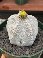 Astrophytum Onzuka V Type – Rare Seed‑Grown Collector’s Cactus