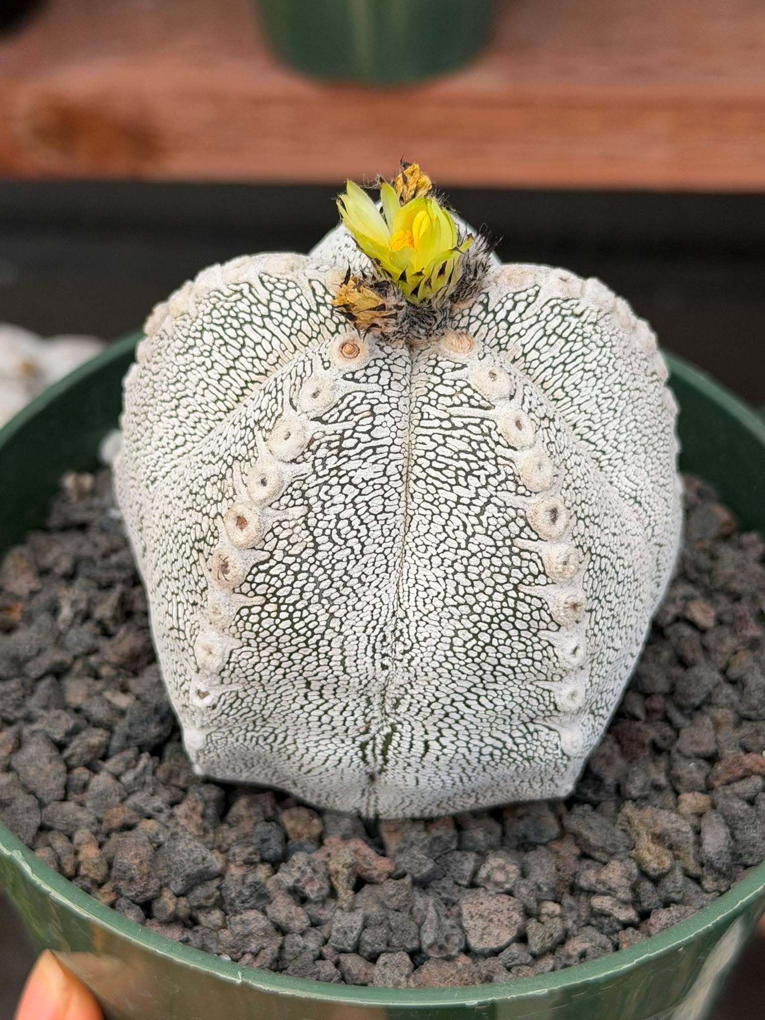 Astrophytum Onzuka V Type – Rare Seed‑Grown Collector’s Cactus