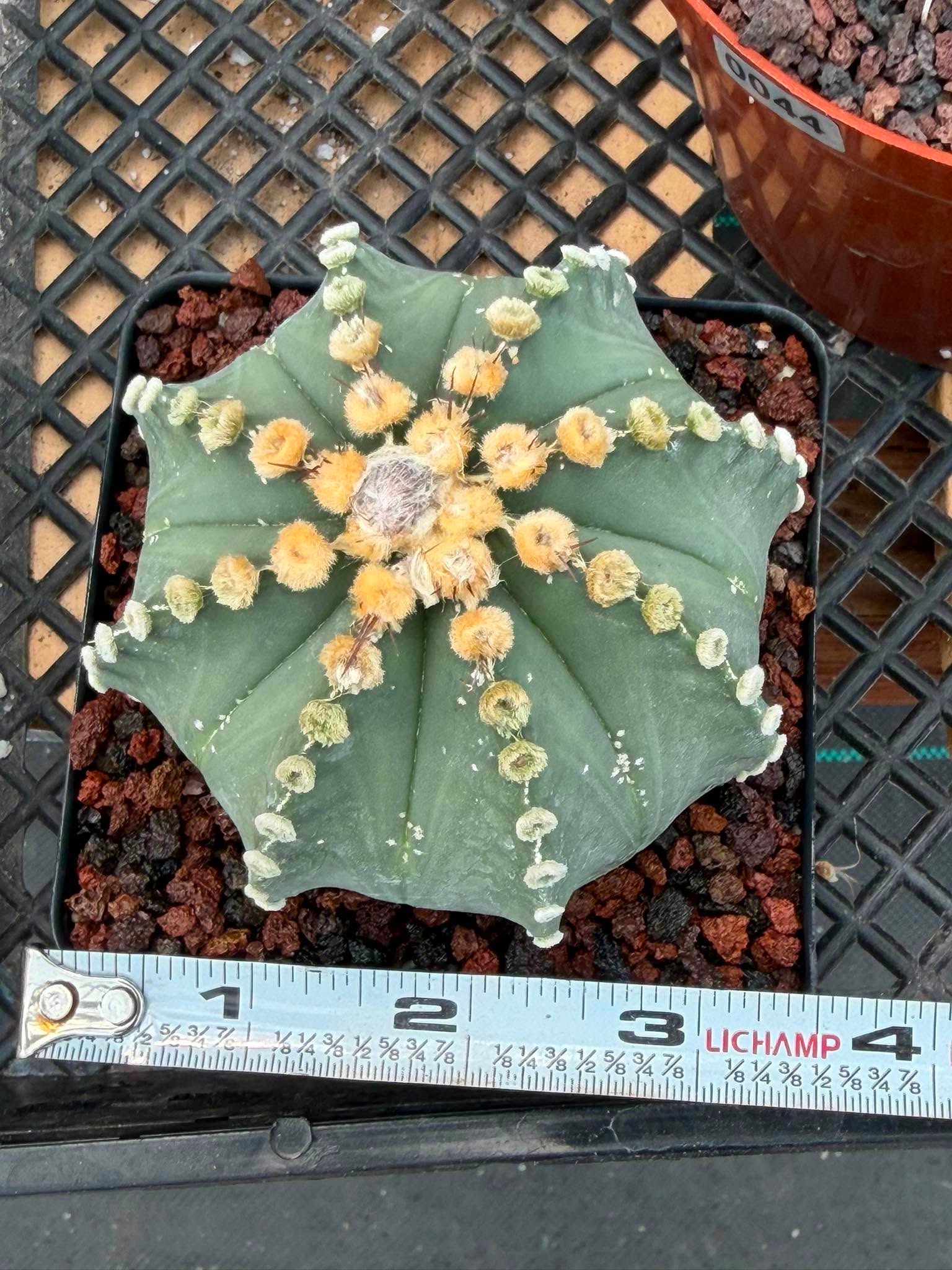 Astrophytum 8‑Rib Form – Rare Collector Cactus – Geometric Desert Beauty