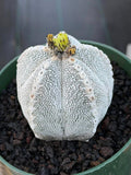 Astrophytum Onzuka V Type – Rare Seed‑Grown Collector’s Cactus