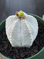 Astrophytum Onzuka V Type – Rare Seed‑Grown Collector’s Cactus