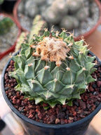 Obregonia Denegrii – Rare Artichoke Cactus | Seed-Grown Collector Specimen