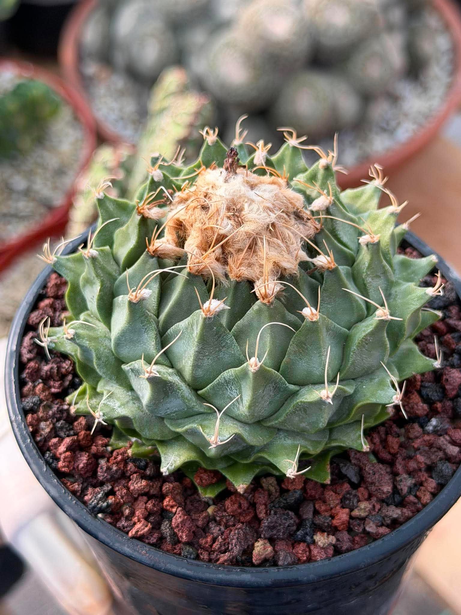 Obregonia Denegrii – Rare Artichoke Cactus | Seed-Grown Collector Specimen