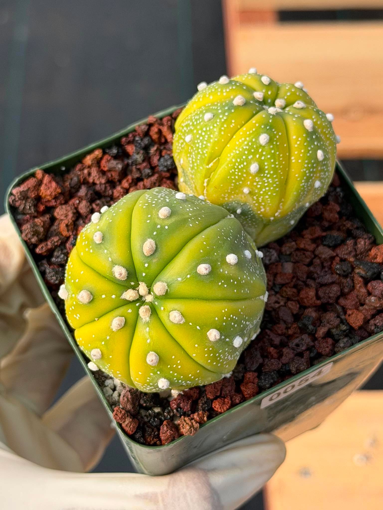 Astrophytum Asterias Variegated Double Heads – Seed Grown Collector’s Cactus