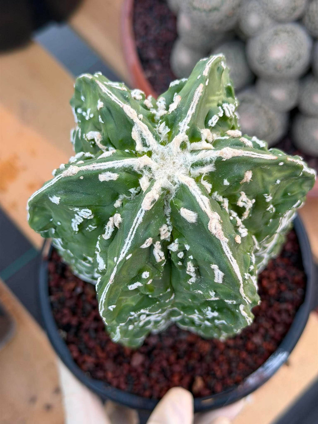 Astrophytum asterias 'Fukuyu' – Rare Seed-Grown Mutation | Collector Cactus