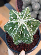 Astrophytum asterias 'Fukuyu' – Rare Seed-Grown Mutation | Collector Cactus