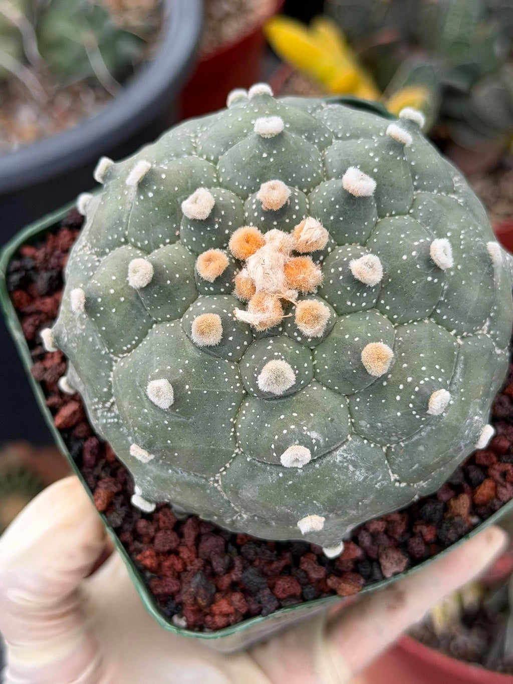 Astrophytum Kikko Turtle Form – Rare Collector Cactus