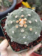 Astrophytum Kikko Turtle Form – Rare Collector Cactus