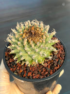 Turbinicarpus alonsoi – Rare Seed-Grown Cactus | Pink Flowering Collector Plant