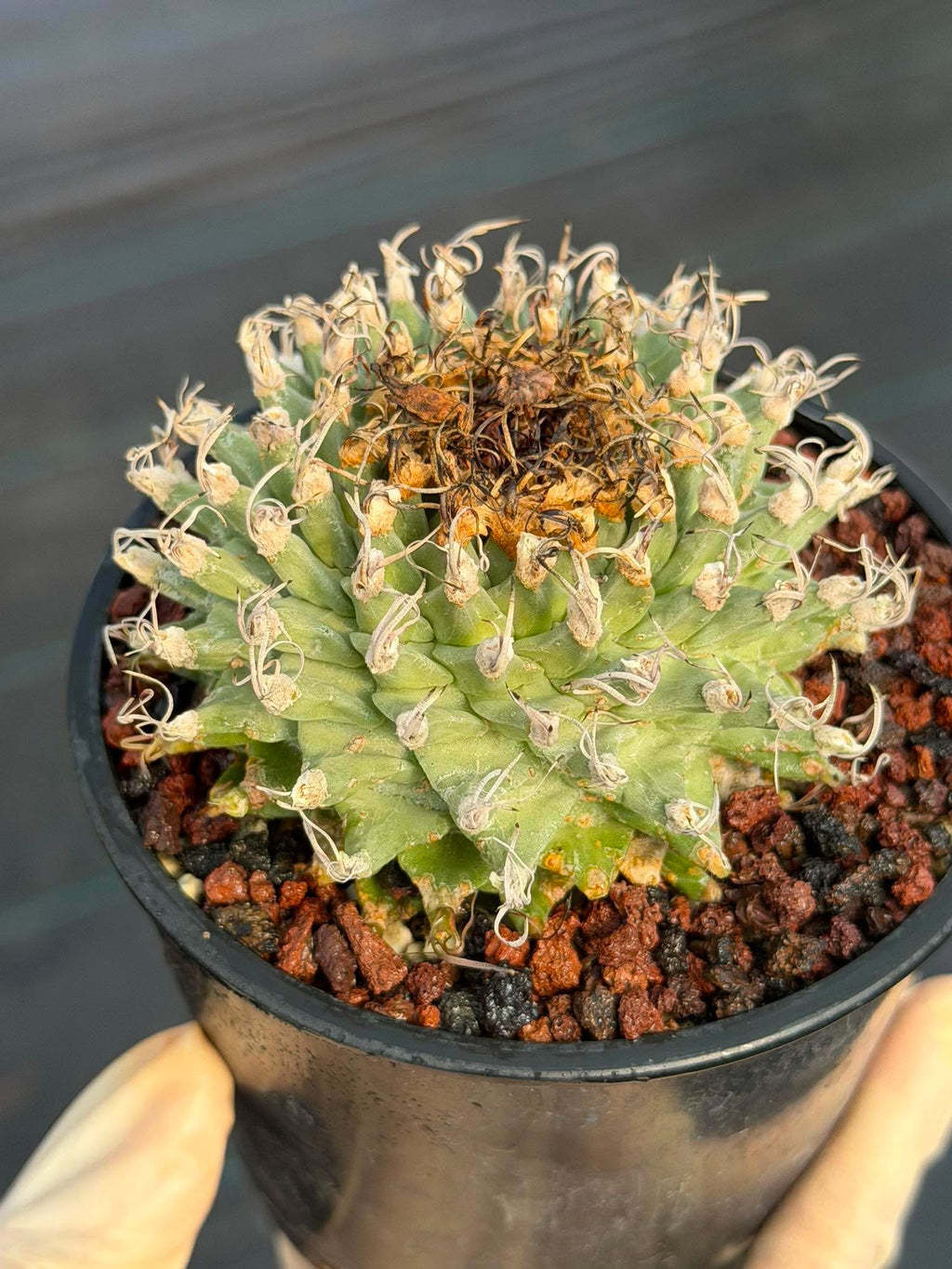 Turbinicarpus alonsoi – Rare Seed-Grown Cactus | Pink Flowering Collector Plant