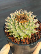 Turbinicarpus alonsoi – Rare Seed-Grown Cactus | Pink Flowering Collector Plant