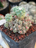 Turbinicarpus klinkerianus Cluster – Rare Seed-Grown Cactus