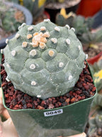 Astrophytum Kikko Turtle Form – Rare Collector Cactus