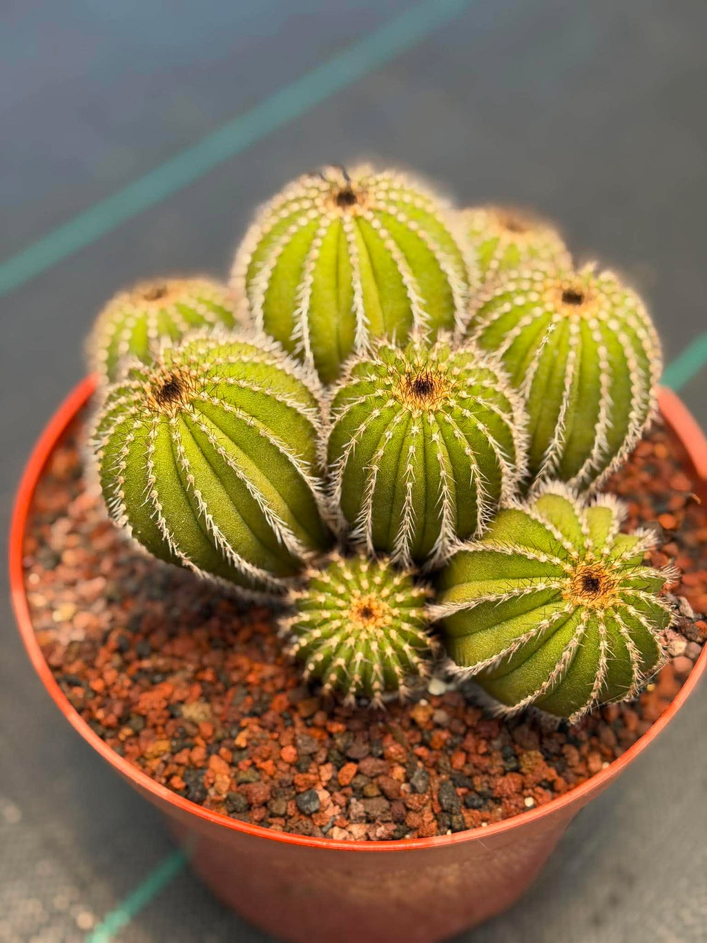 Uebelmannia pectinifera v. pseudopectinifera (Spiral Form) on graft – 8”
