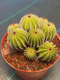 Uebelmannia pectinifera v. pseudopectinifera (Spiral Form) on graft – 8”