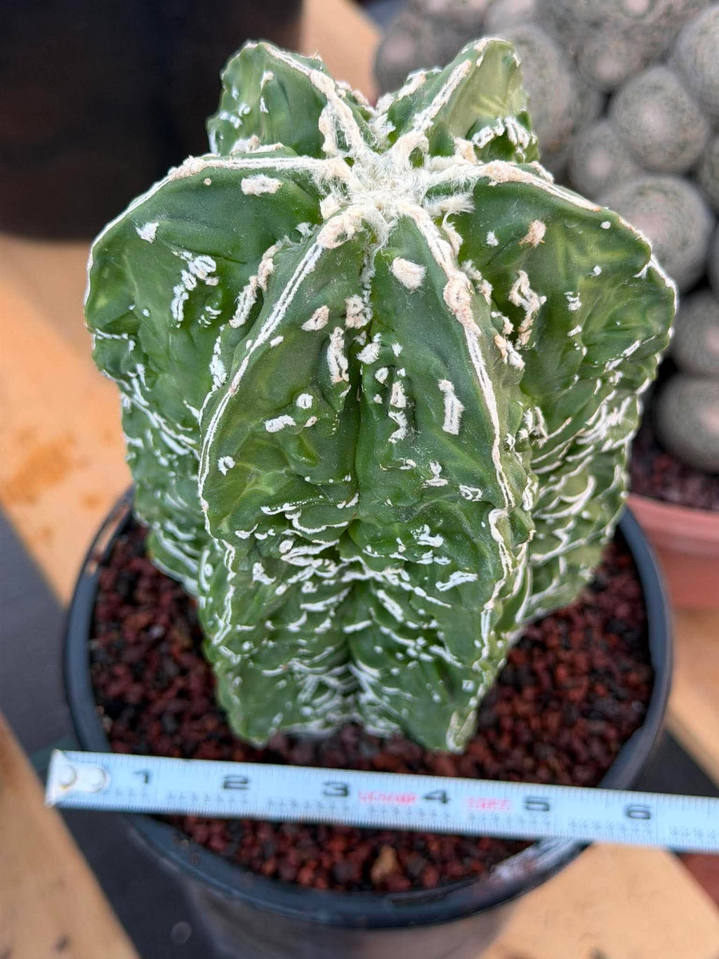 Green potted plant with white markings on a wooden surface