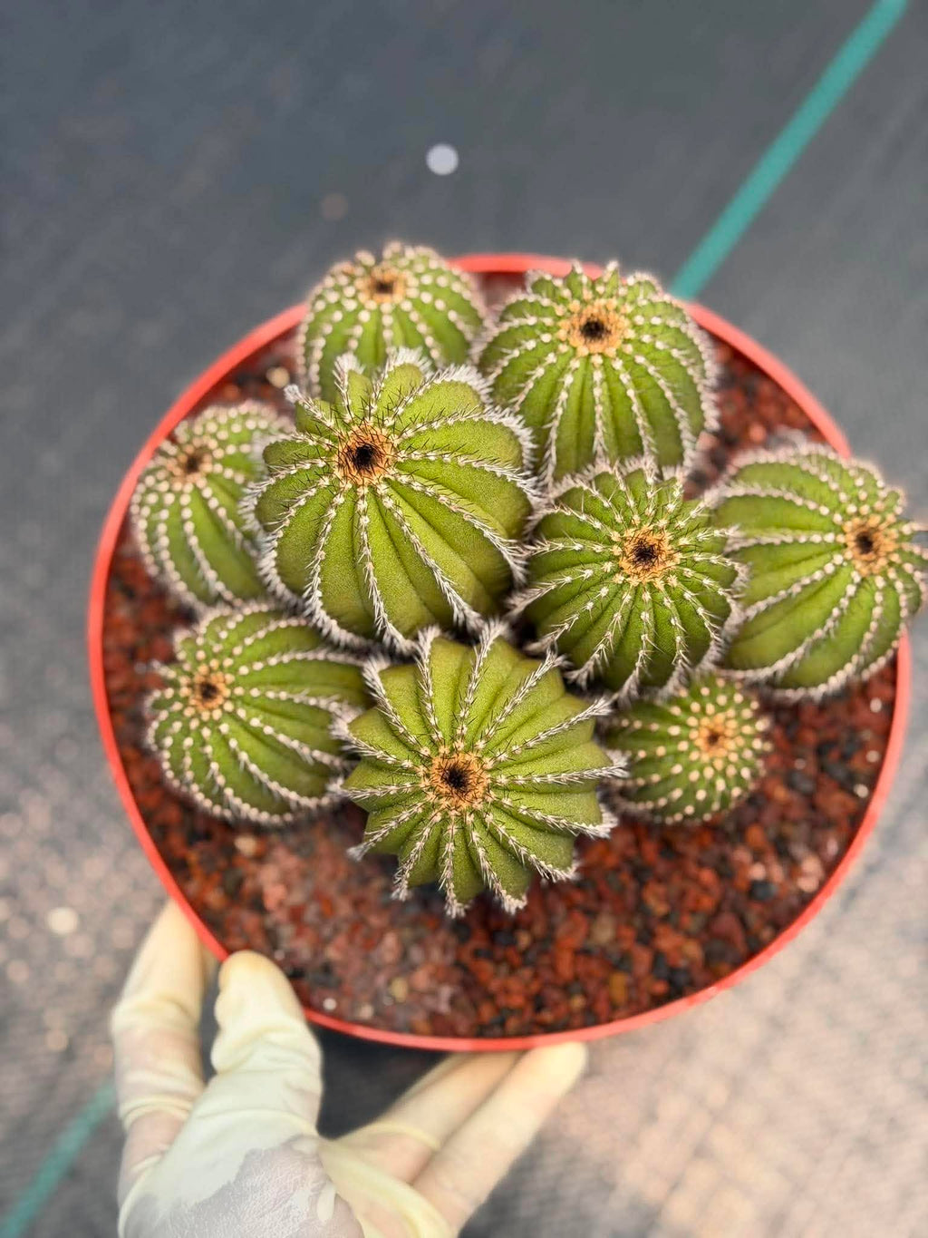 Uebelmannia pectinifera v. pseudopectinifera (Spiral Form) on graft – 8”