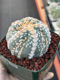 Astrophytum V Type Spiral Form Succulent – Rare Collectible Cactus with Additional Ribs