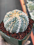 Astrophytum V Type Spiral Form Succulent – Rare Collectible Cactus with Additional Ribs