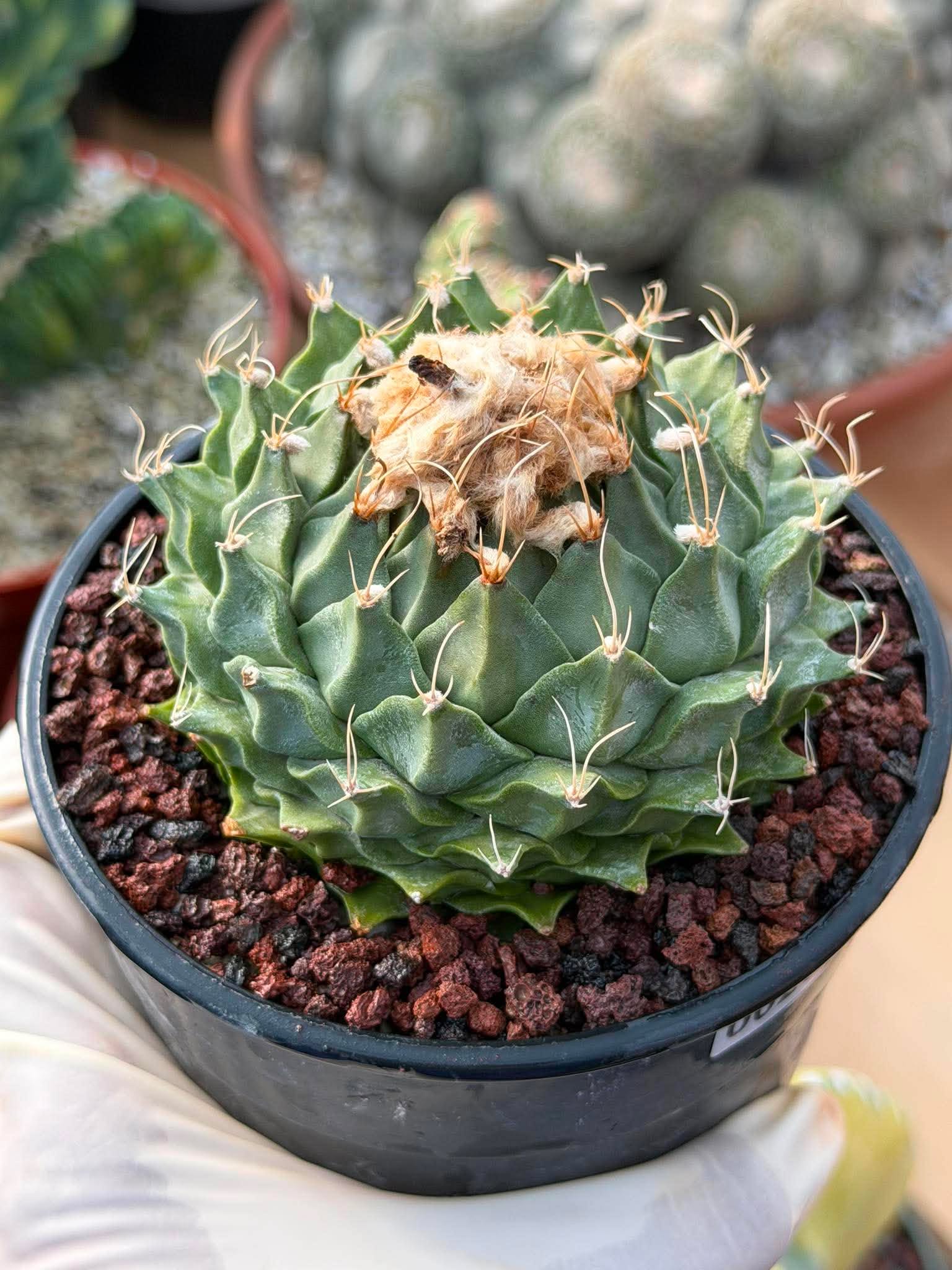 Obregonia Denegrii – Rare Artichoke Cactus | Seed-Grown Collector Specimen