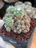 Turbinicarpus klinkerianus Cluster – Rare Seed-Grown Cactus