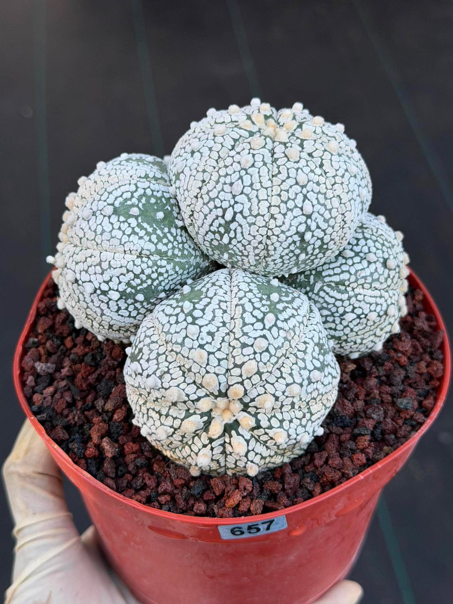 Astrophytum Asterias Cluster – Rare Seed-Grown Cactus Live Plant